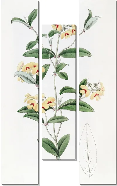 Картина Мирбелия Бакстера (1815-1819)