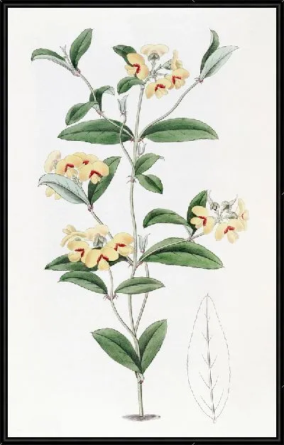 Картина Мирбелия Бакстера (1815-1819)