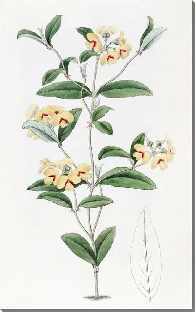 Картина Мирбелия Бакстера (1815-1819)