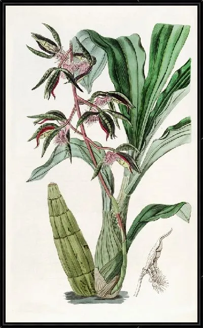 Картина Мухомор бородатый (1815-1819)