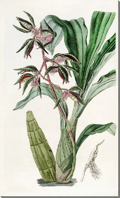 Картина Мухомор бородатый (1815-1819)