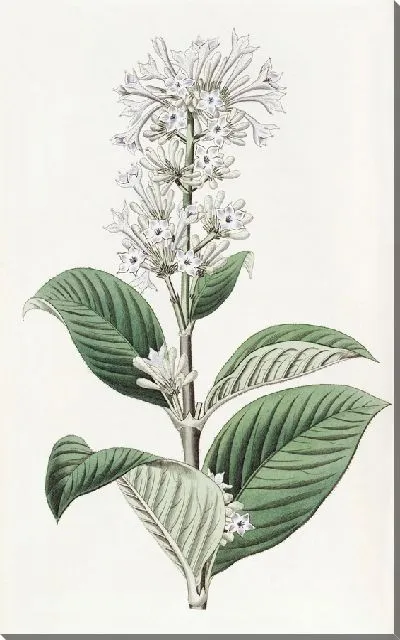 Картина Нетсид с лазурными цветами (1815-1819)