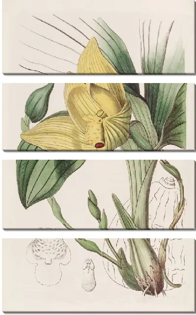 Картина Окровавленная Максиллярия (1815-1819)