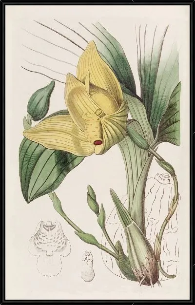 Картина Окровавленная Максиллярия (1815-1819)