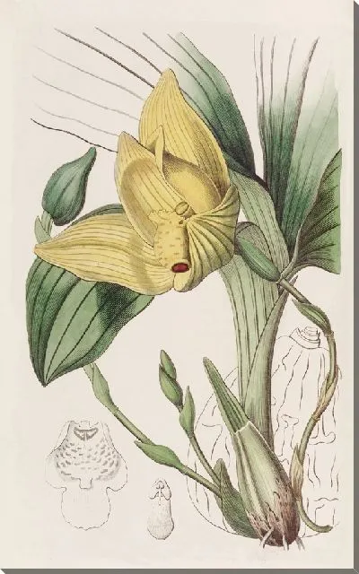 Картина Окровавленная Максиллярия (1815-1819)