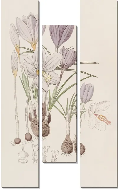 Картина Осенние крокусы (1815-1819)