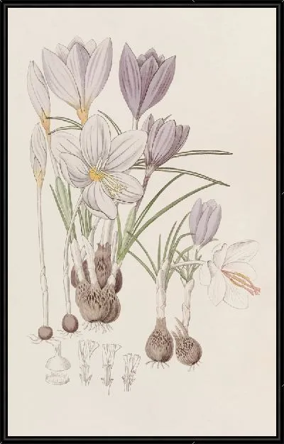 Картина Осенние крокусы (1815-1819)