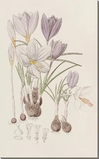 Картина Осенние крокусы (1815-1819)