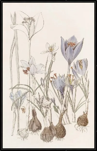 Картина Осенние крокусы - 2 (1815-1819)