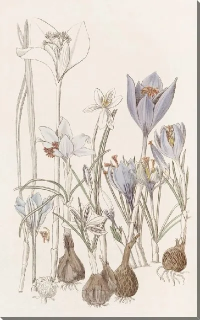 Картина Осенние крокусы - 2 (1815-1819)