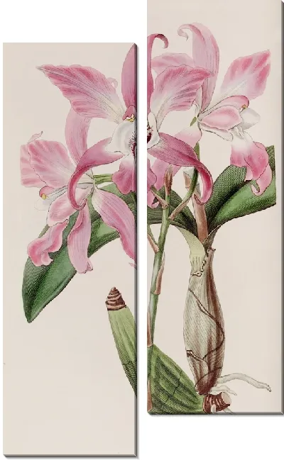 Картина Осенняя Лилия (1815-1819)