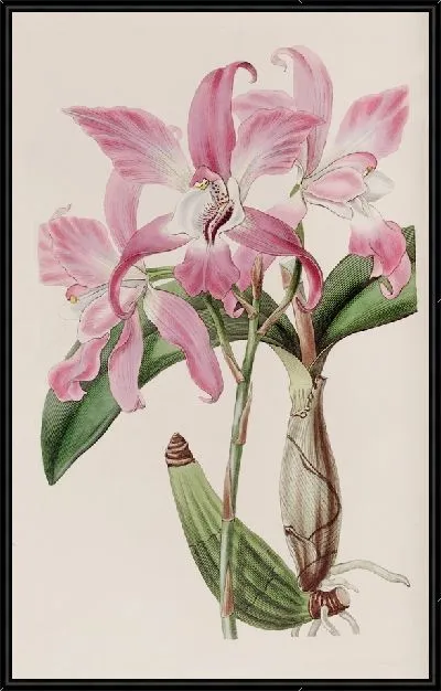 Картина Осенняя Лилия (1815-1819)