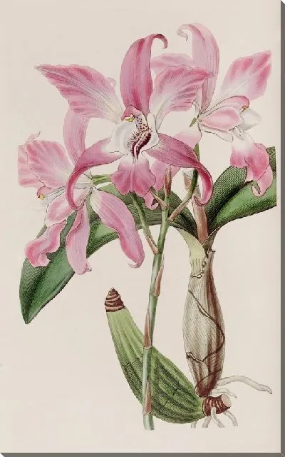 Картина Осенняя Лилия (1815-1819)