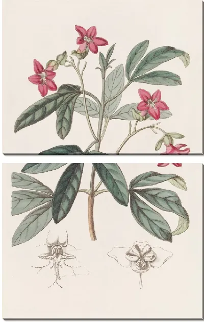 Картина Прекрасная Лемония (1815-1819)