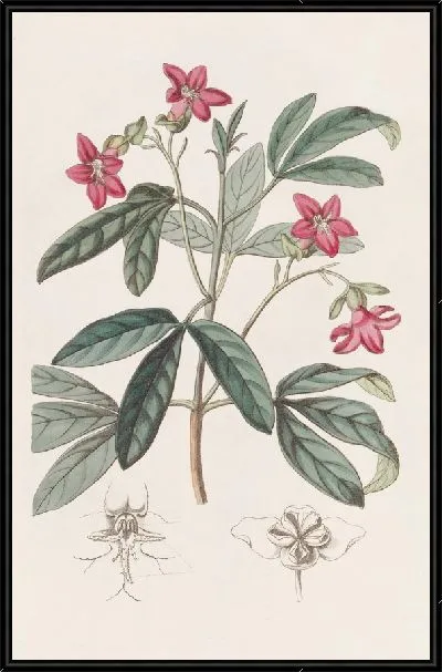 Картина Прекрасная Лемония (1815-1819)