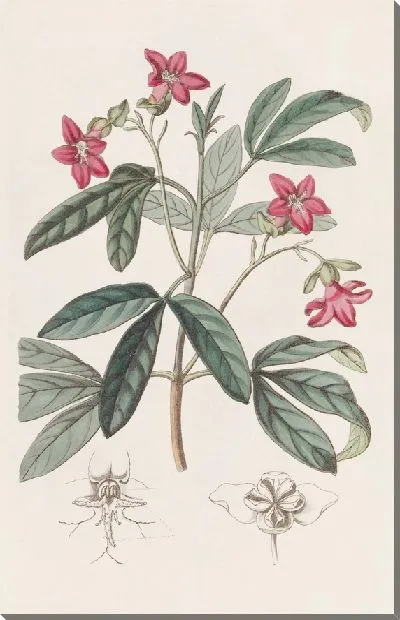 Картина Прекрасная Лемония (1815-1819)