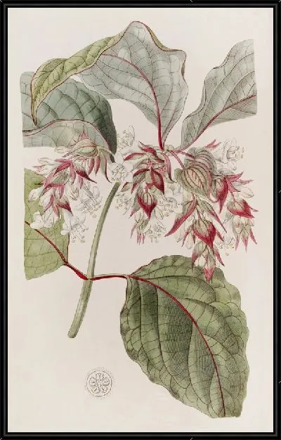 Картина Прекрасная Лестерия (1815-1819)