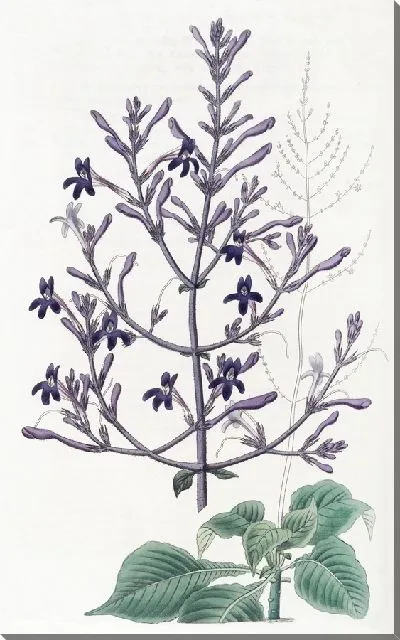 Картина Прекрасная Юстиция (1815-1819)