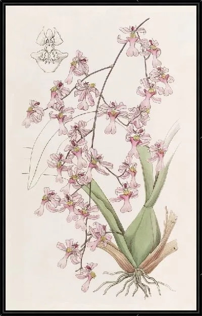 Картина Птицеклювый онцидиум (1815-1819)
