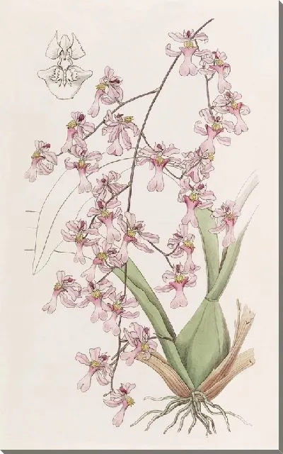 Картина Птицеклювый онцидиум (1815-1819)