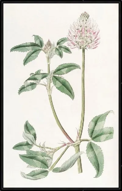 Картина Пузырчатый трилистник (1815-1819)