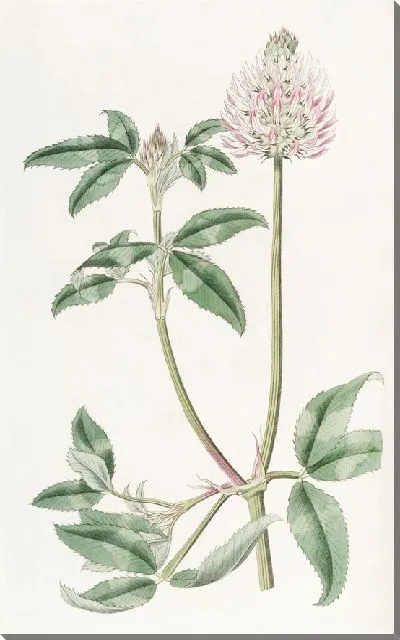 Картина Пузырчатый трилистник (1815-1819)