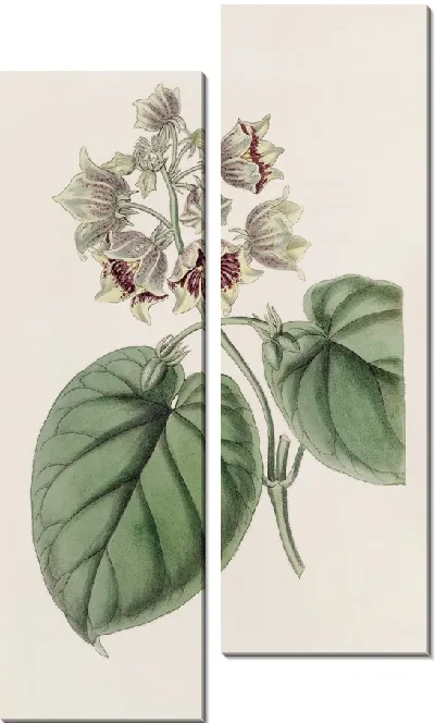 Картина Саркостем колокольчатый (1815-1819)