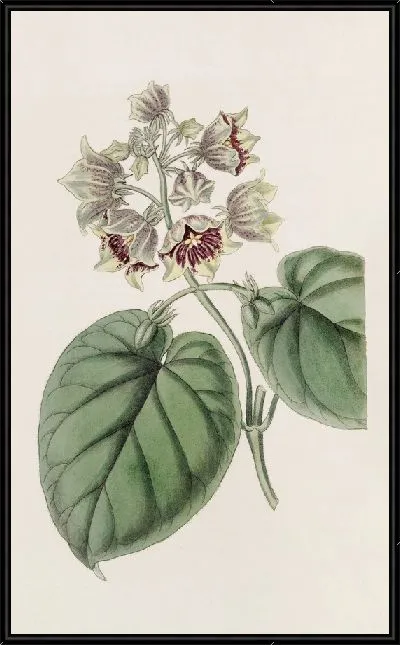 Картина Саркостем колокольчатый (1815-1819)