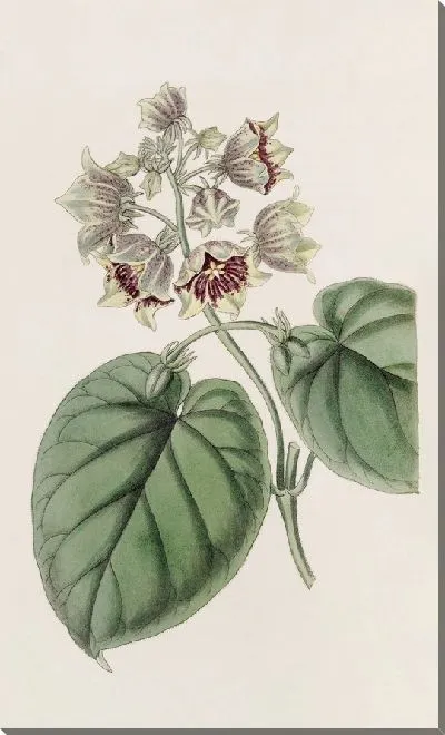 Картина Саркостем колокольчатый (1815-1819)