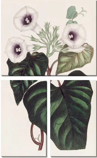Картина Свекольный сладкий картофель (1815-1819)