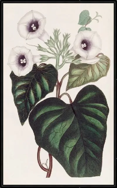 Картина Свекольный сладкий картофель (1815-1819)