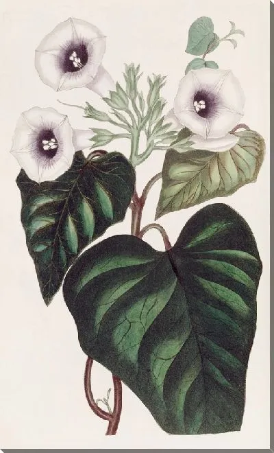 Картина Свекольный сладкий картофель (1815-1819)