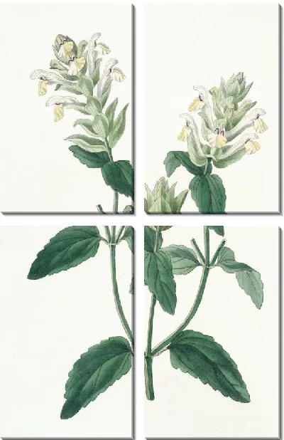 Картина Скаттеллария альпийская (1815-1819)