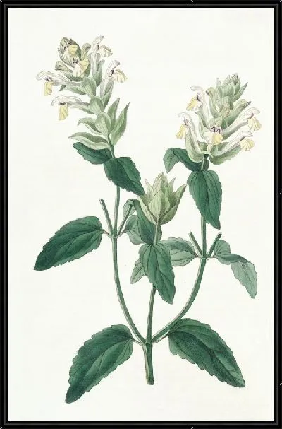 Картина Скаттеллария альпийская (1815-1819)