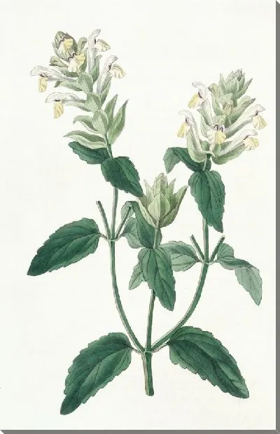 Картина Скаттеллария альпийская (1815-1819)