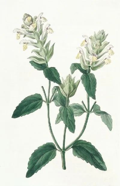 Картина Скаттеллария альпийская (1815-1819)