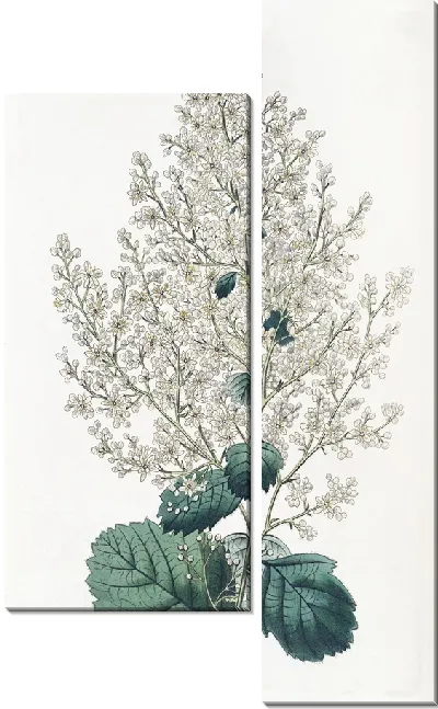 Картина Спирея лучочно-древеснолистная (1815-1819)