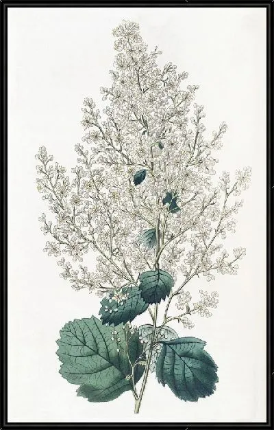 Картина Спирея лучочно-древеснолистная (1815-1819)