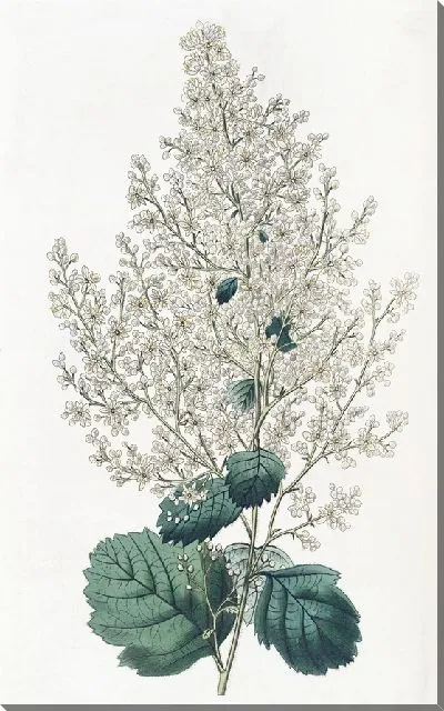 Картина Спирея лучочно-древеснолистная (1815-1819)