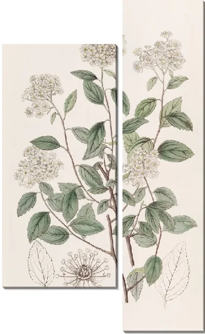 Картина Спирея черничнолистная (1815-1819)
