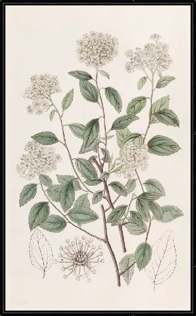 Картина Спирея черничнолистная (1815-1819)