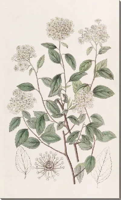 Картина Спирея черничнолистная (1815-1819)