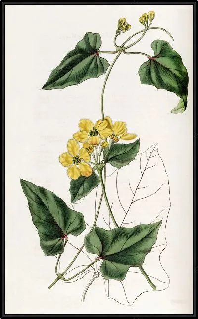 Картина Тентовый Стигмафиллон (1815-1819)