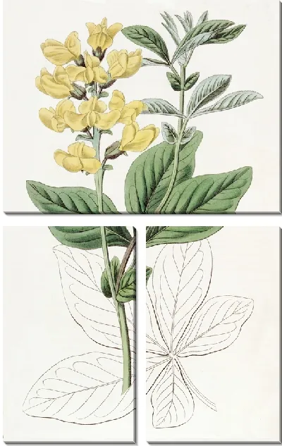 Картина Термопсис бобоволистный (1815-1819)