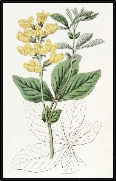 Картина Термопсис бобоволистный (1815-1819)