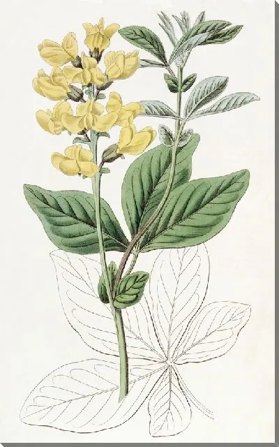 Картина Термопсис бобоволистный (1815-1819)