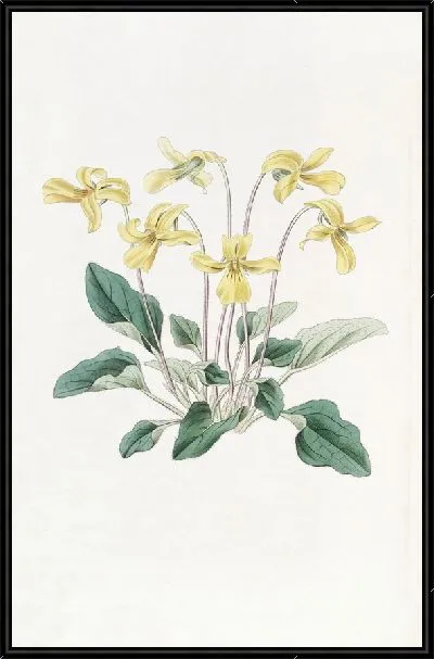 Картина Фиалка укушенная (1815-1819)