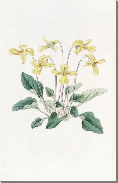 Картина Фиалка укушенная (1815-1819)