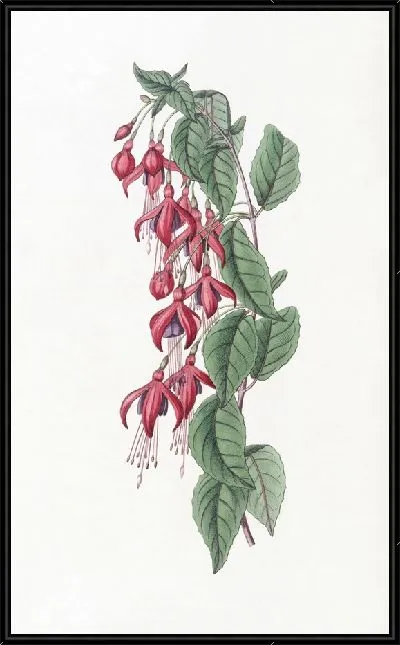 Картина Фуксия с воздушными цветами (1815-1819)