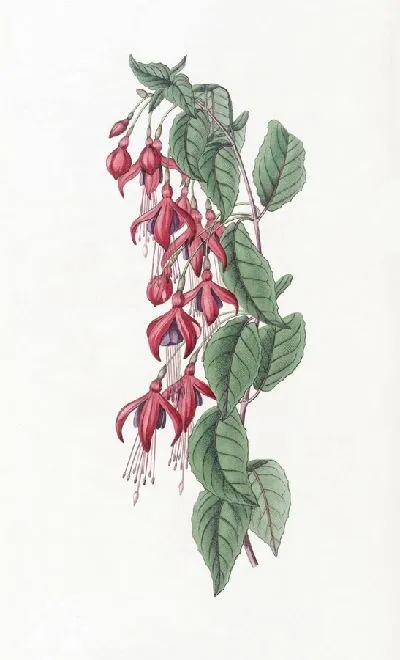 Картина Фуксия с воздушными цветами (1815-1819)